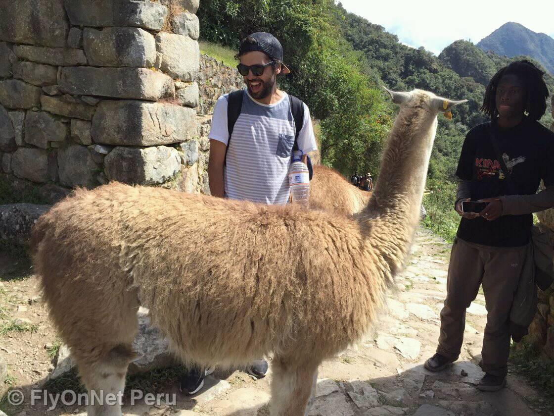 Photo Album: Llama in Machu Picchu