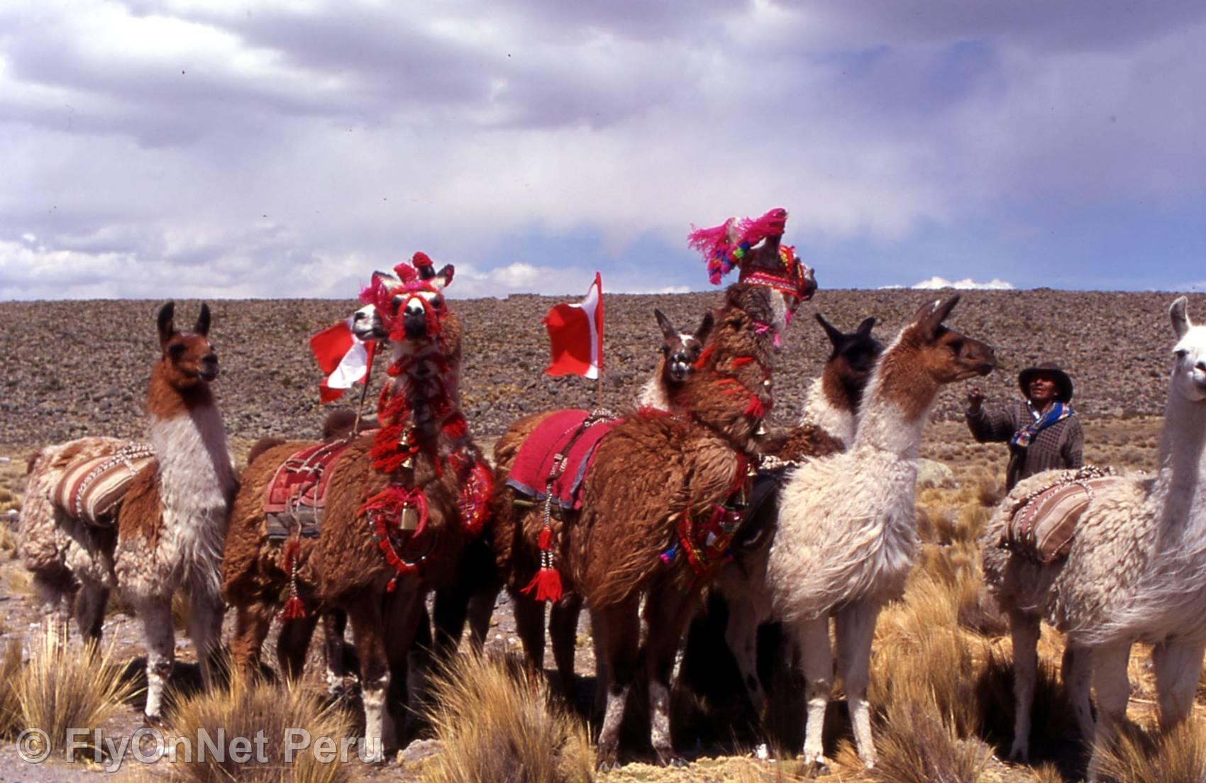 Photo Album: Llamas